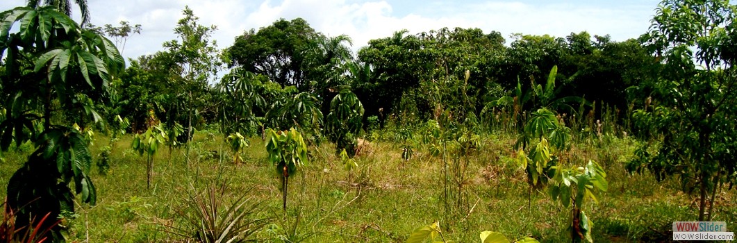 Forestation project in San Antonio de los Lagos - 2011.